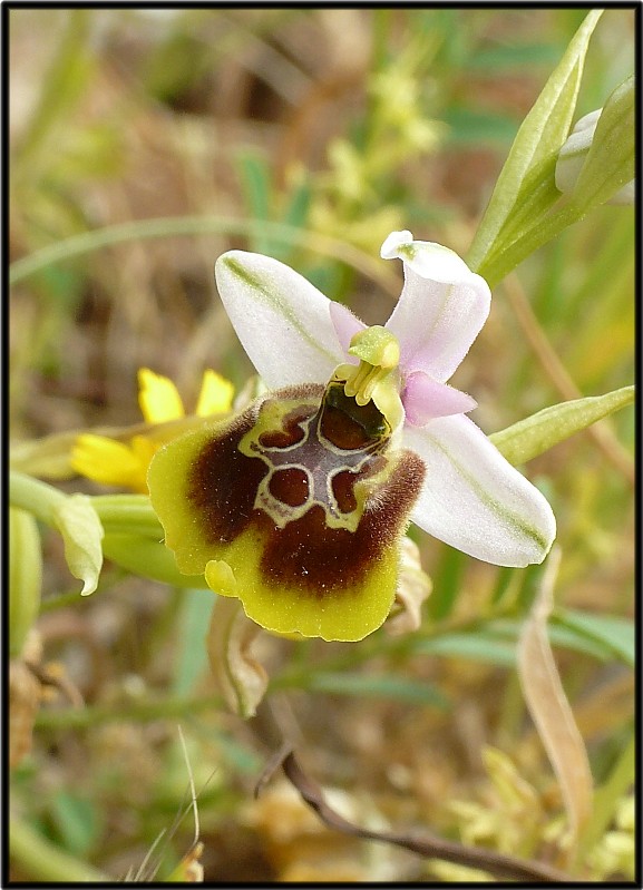 Popolazione ibridogena tra Ophrys lacaitae e Ophrys gracilis